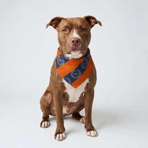 Morgan State 1867 Orange & Royal Clip-on Pet Bandana
