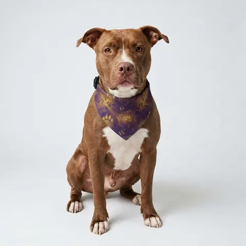 Prairie View 1876 Purple & Gold Clip-on Pet Bandana