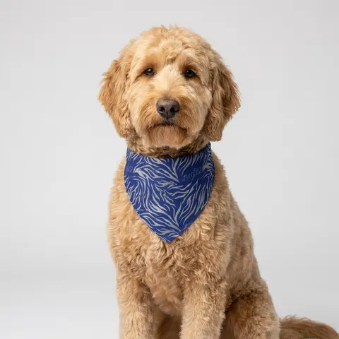 Tennessee State 1912 Royal Pattern Clip-on Pet Bandana