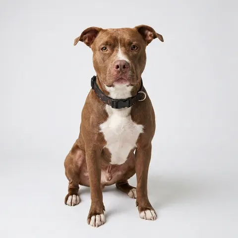 Atlanta Zone 6 Neon Clip-on Pet Collar