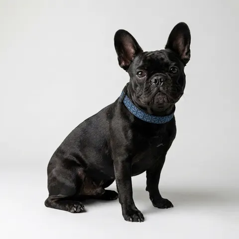 Cheyney 1837 Blue & White Clip-on Pet Collar
