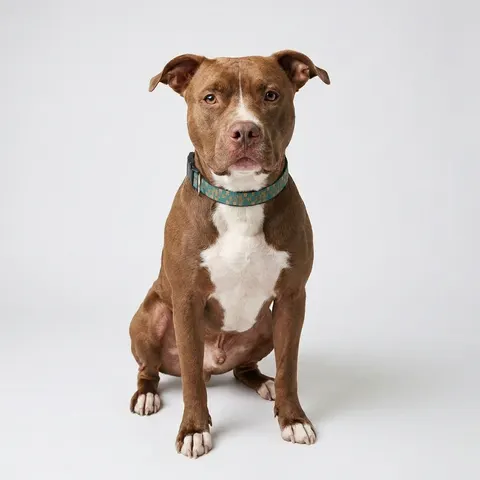 Baltimore Rowhouse Stoops Clip-on Pet Collar