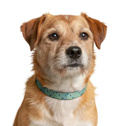 Miami Overtown Pastel Nights Clip-on Pet Collar — other view