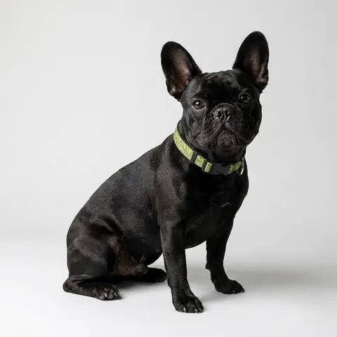 Queens South Jamaica Grid Clip-on Pet Collar