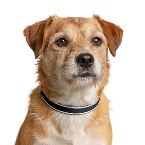 Botswana Blue & Black Stripe Clip-on Pet Collar — other view