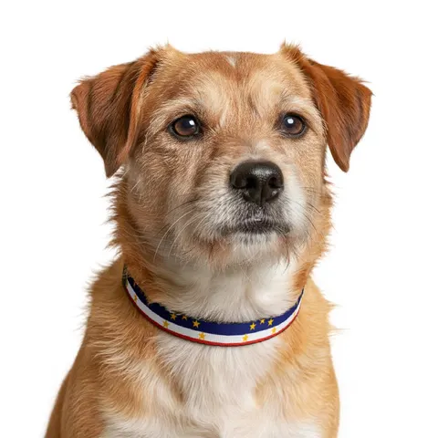 Cabo Verde Blue Stripe & Stars Clip-on Pet Collar — other view