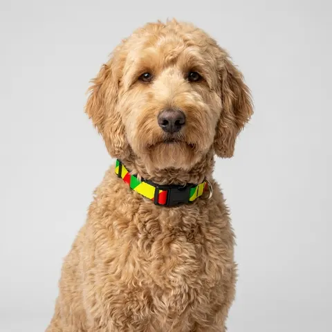 Republic of the Congo Diagonal Tricolor Clip-on Pet Collar