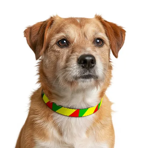 Republic of the Congo Diagonal Tricolor Clip-on Pet Collar — other view