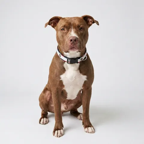 Dominican Republic Cross & Quarters Clip-on Pet Collar