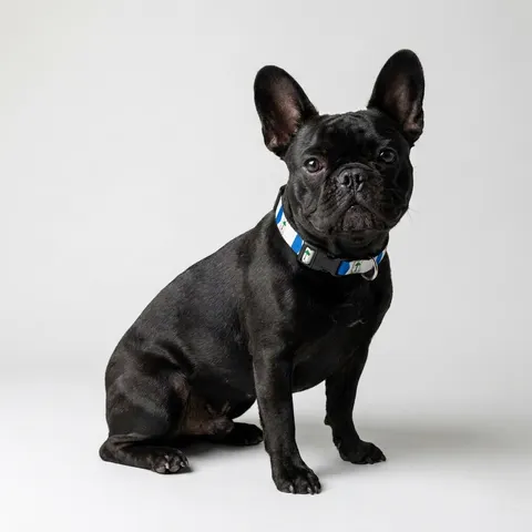 Equatorial Guinea Tricolor & Triangle Clip-on Pet Collar