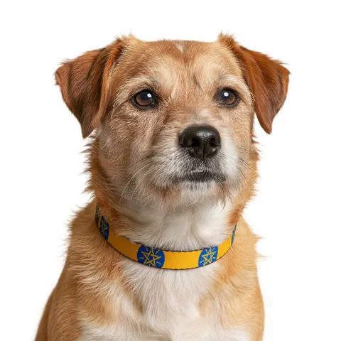 Ethiopia Green Yellow Red Clip-on Pet Collar — other view
