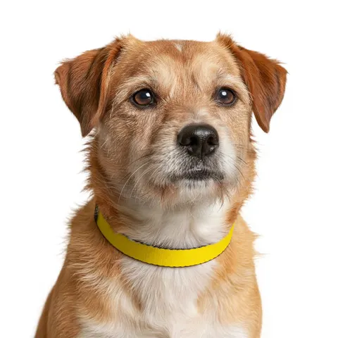 Gabon Green Yellow Blue Clip-on Pet Collar — other view