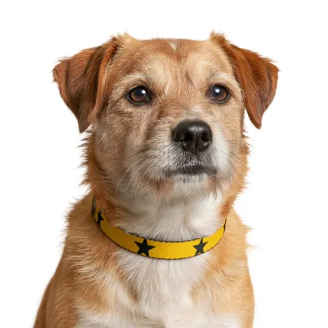 Ghana Red Gold Green & Star Clip-on Pet Collar — other view