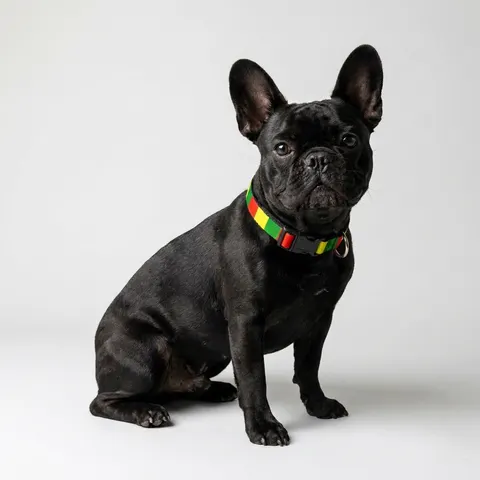 Guinea Red Yellow Green Clip-on Pet Collar