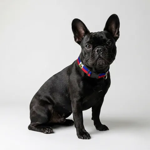 Haiti Blue Red Banner Clip-on Pet Collar