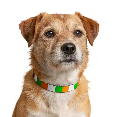 Côte d’Ivoire Orange White Green Clip-on Pet Collar — other view