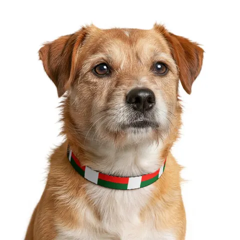 Madagascar White Red Green Clip-on Pet Collar — other view