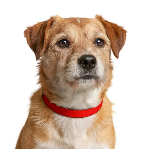 Malawi Rising Sun Clip-on Pet Collar — other view