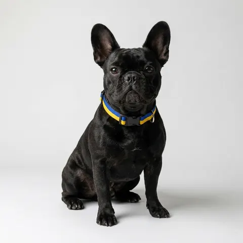 Mauritius Color Bands Clip-on Pet Collar