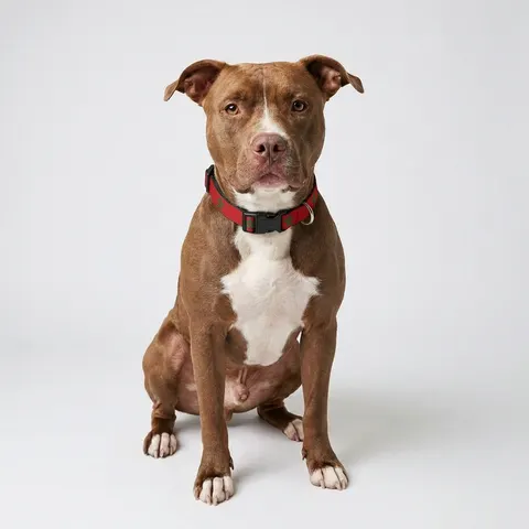 Morocco Red Green Star Clip-on Pet Collar