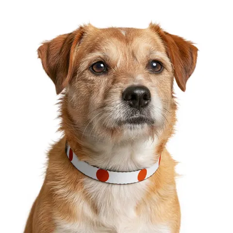 Niger Orange White Green Circle Clip-on Pet Collar — other view