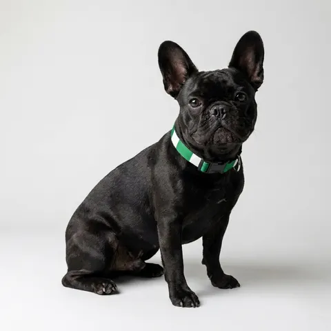 Nigeria Green & White Stripes Clip-on Pet Collar