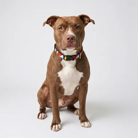 Seychelles Color Fan Clip-on Pet Collar