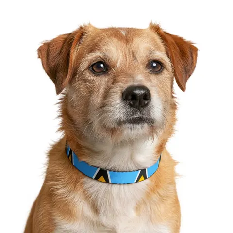Saint Lucia Blue Triangle Peak Clip-on Pet Collar — other view