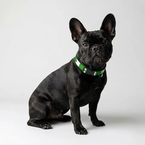 Sudan Red White Black Triangle Clip-on Pet Collar