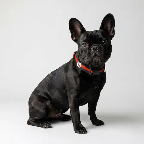 Uganda Black Yellow Red Bands Clip-on Pet Collar