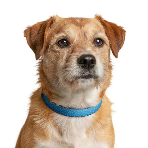 Holiday Snowflake All-Over Clip-on Pet Collar — other view