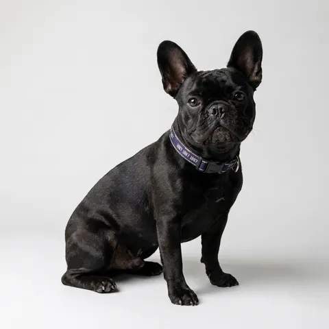 Howard 1867 Navy & Crimson Clip-on Pet Collar