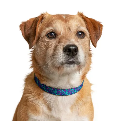 90s Memphis Pattern Clip-on Pet Collar — other view