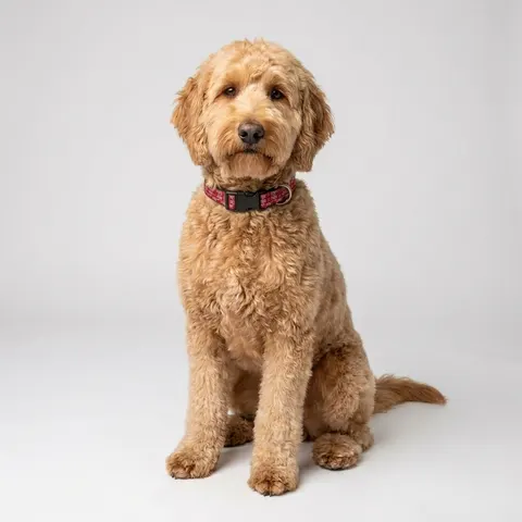 Shaw 1865 Crimson & White Clip-on Pet Collar