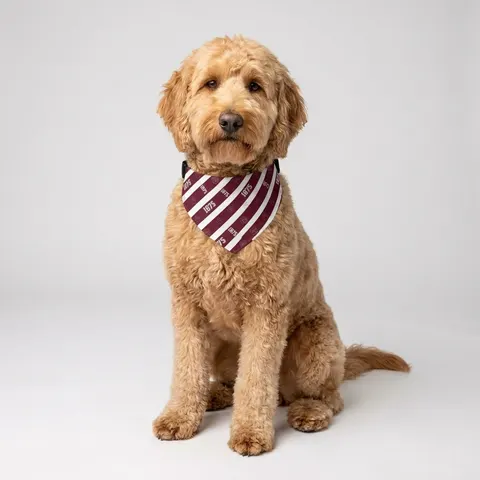 Pet Bandana Collar