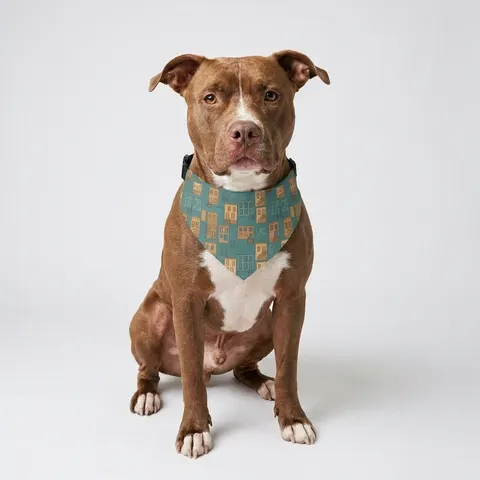 Baltimore Rowhouse Stoops Pet Bandana Collar