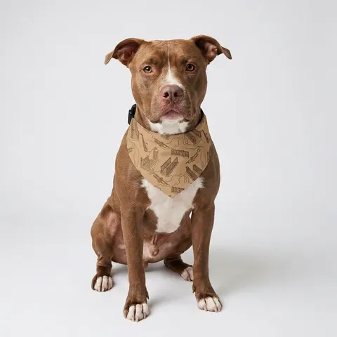 Harlem Brownstone Jazz Lines Pet Bandana Collar