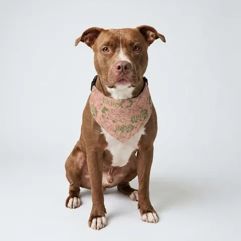 AKA 1908 Pink & Green Ivy Pattern Pet Bandana Collar