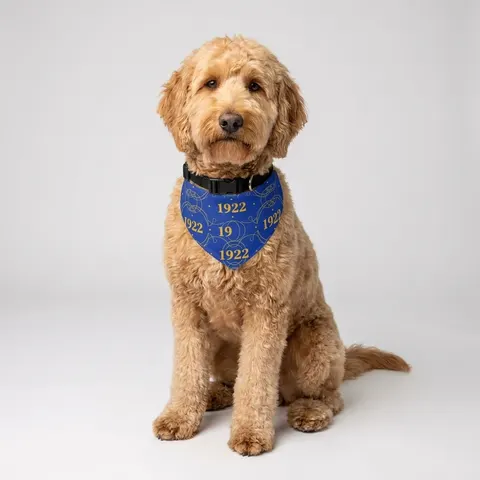SGRho 1922 Royal Blue & Gold Pet Bandana Collar