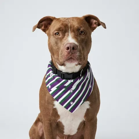 Faith Flag AME-Inspired Purple & Green Pet Bandana Collar