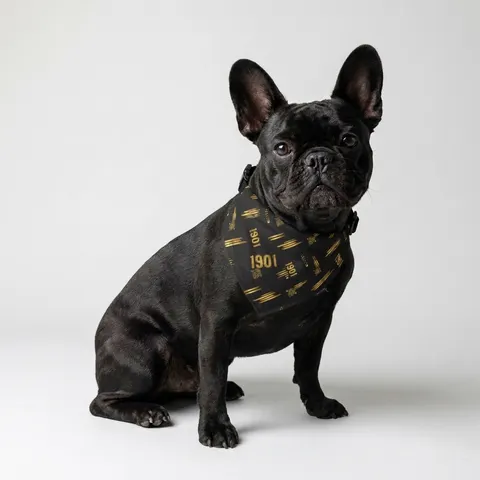 Grambling 1901 Black & Gold Edge Pet Bandana Collar