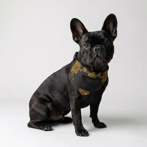 Holiday Kwanzaa Kente Border Pet Bandana Collar