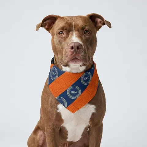 Morgan State 1867 Orange & Royal Pet Bandana Collar