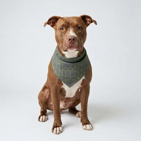 Oakland The Town Grid Pet Bandana
