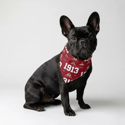 Delta 1913 Crimson Stamp Pet Bandana — lifestyle view