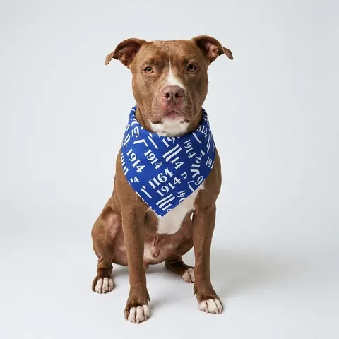 Sigma 1914 Royal Blue & White Pet Bandana
