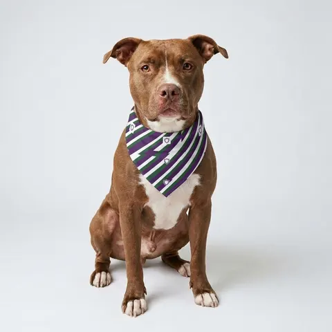 Faith Flag AME-Inspired Purple & Green Pet Bandana