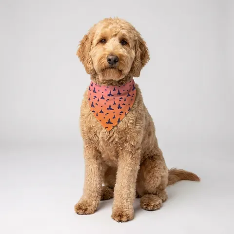 Faith Flag Black Church Sunrise Pet Bandana