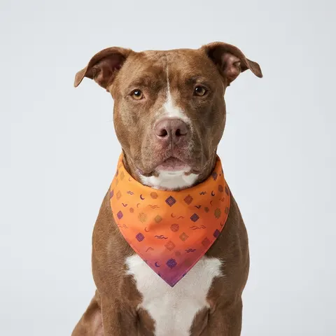 Faith Flag Mosque Sunset Silhouette Pet Bandana