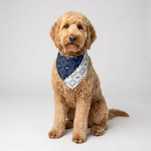 Jackson State 1877 Blue & White Split Pet Bandana — lifestyle view